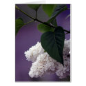 WHITE LILAC cards by katmouse47 WHITE LILAC cards