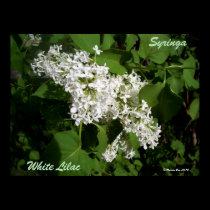 White Lilac Poster Print