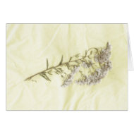 White lilac weed scanned in tissue background card