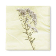 White lilac weed scanned in tissue background magnet