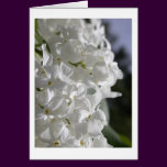 White Lilacs