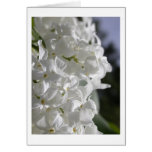 White Lilacs