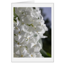 White Lilacs cards by mlane53 White Lilacs cards