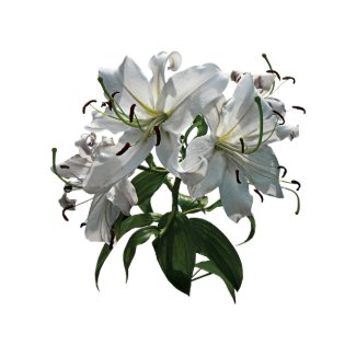 White Lilies mousepad