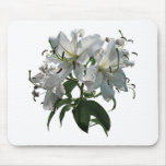 lily, lilies, white, tropical, garden, flower,