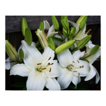 White Lilies posters