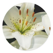 White Lilies Stickers by mlane53 White Lilies Stickers