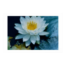 "WHITE  LILLY"  PRINT