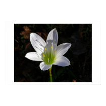 White Lilly posters