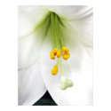 White Lilly Print