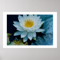 flower, plant, botanical, lilly, pads, wetland, home, decor, decorating, interior, fine, art, print, styles, subjects, Poster with custom graphic design