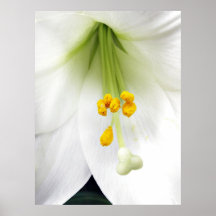 White Lilly Print