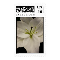 White Lilly With Droplet postage