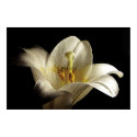 White Lily 2 posters