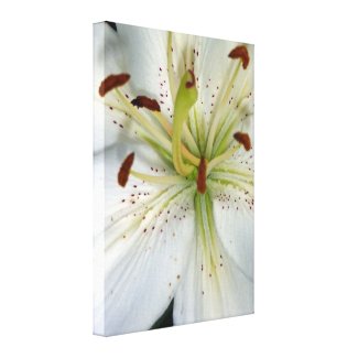 White Lily wrappedcanvas