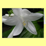 White Lily cards