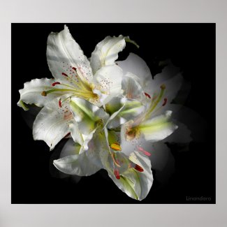 White Lily Fantasy print