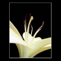 White Lily Flower Lilies Flowers Photo postcards