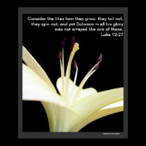 White Lily Flower Lilies Flowers Photo posters