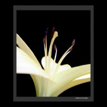 White Lily Flower Lilies Flowers Photo posters