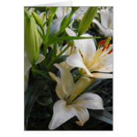 White lily flowers blank greeting card