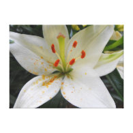 white lily flowers with orange pollen falling gallery wrapped canvas