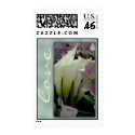 White lily love stamp