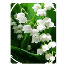 White Lily of the Valley Postcard