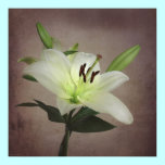White Lily Photo Art Print posters
