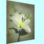 White Lily Photo Canvas Art Print canvas prints