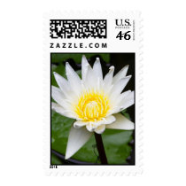 White Lily stamps