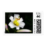 White Lily Postage Stamp