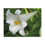flowers, lilies, flower, pink, three, floral,