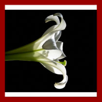 White Lily Poster 2 posters