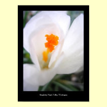 white lily posters