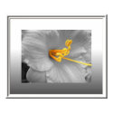 White Lily Selective Color Poster/ Canvas Print by Bessierae White Lily Selective Color Poster/ Canvas Print