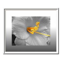 White Lily Selective Color Poster/ Canvas Print