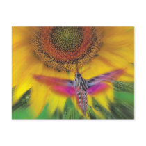white lined sphinx postcards by ginaayerssignore white lined sphinx postcards