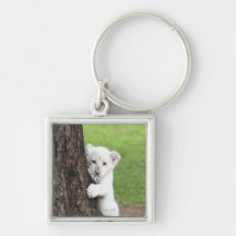 White lion cub hiding behind a tree. key chain