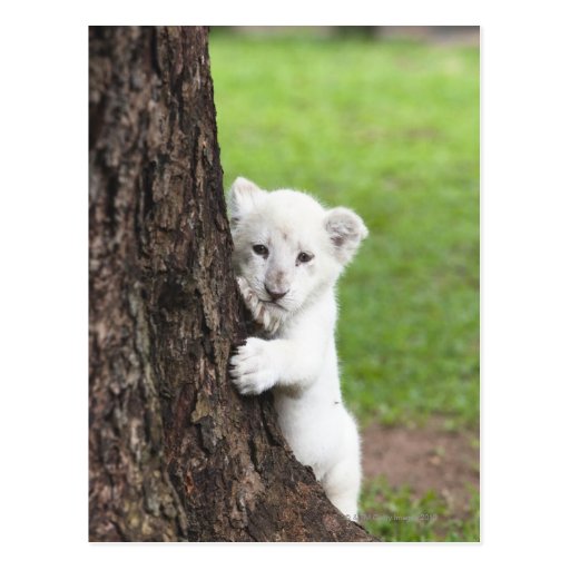 external image white_lion_cub_hiding_behind_a_tree_post_card-ra4942d34e1104fe3a5bf43dac5065933_vgbaq_8byvr_512.jpg