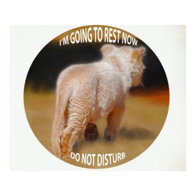 white lion cubs photos. White Lion Cub Print by