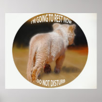 White Lion Cub Print