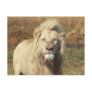 white lion postcard