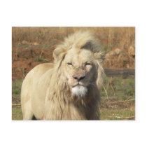 white lion postcards