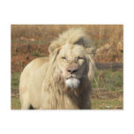 white lion postcard