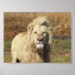 white lion poster