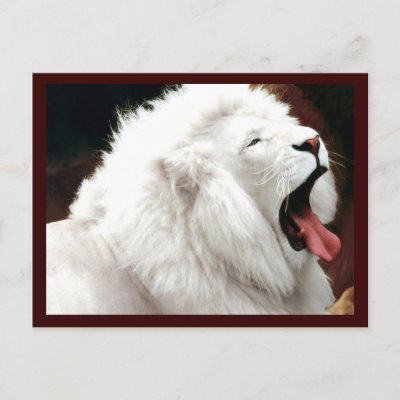 White Lion South Africa Postcard