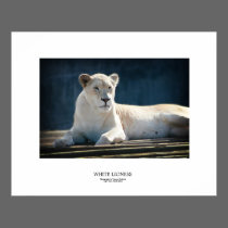 White Lioness posters by macnessa White Lioness posters