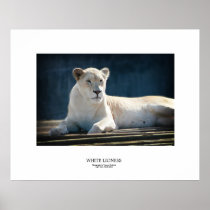 White Lioness posters
