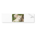 White Lionesses Bumper Stickers
